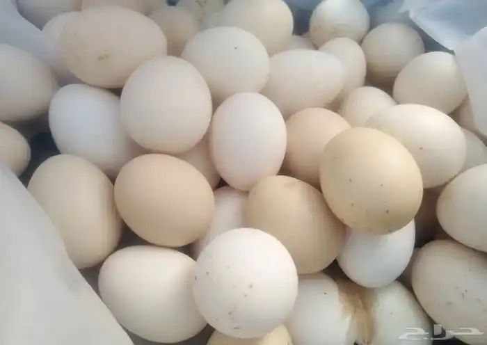 بيض بلدي الطايف 0