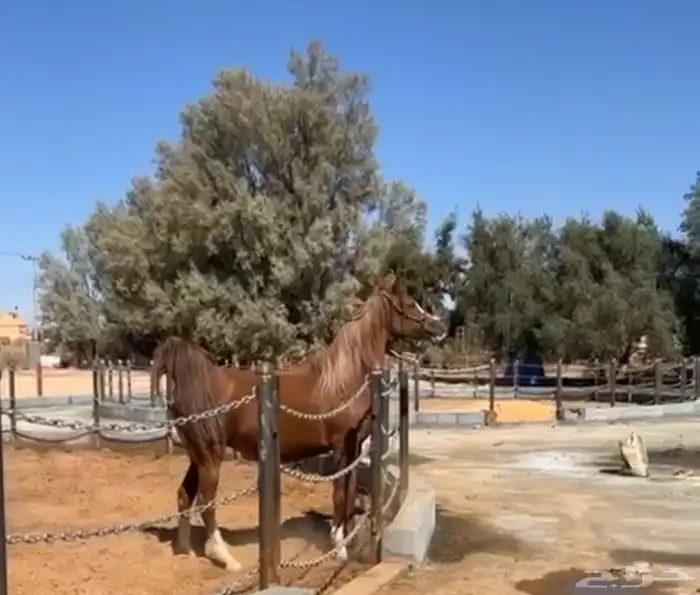 فرس قطعه وجباره 1