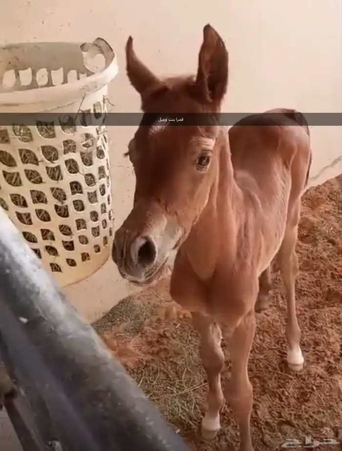 فرس ملكيه 3