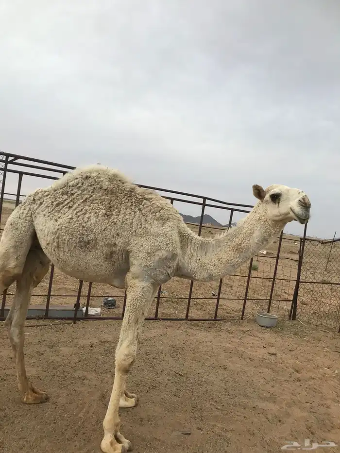 قعود ساسه طيب 0