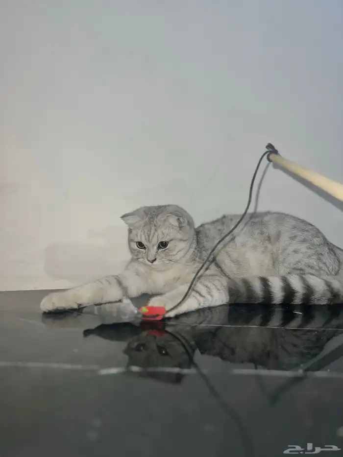 ذكر سكوتش سترت بيور مستوى فخم تم البيع خارج الموقع 1