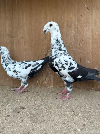 زوج هومر 2
