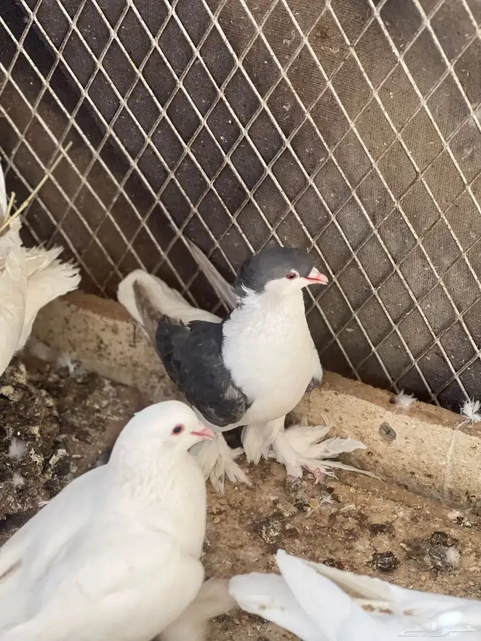زوج حمام شيرازي 13