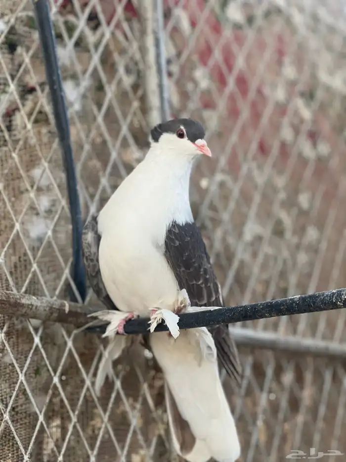 زوج حمام شيرازي 2