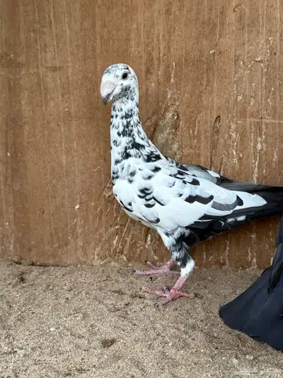 زوج هومر 6