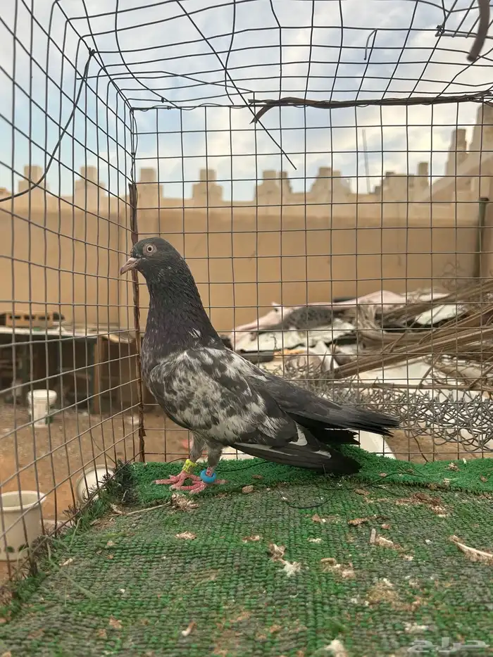 حمام باكستاني تم البيع 4