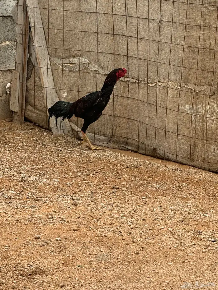 ديك شامبو بيور الماني 2