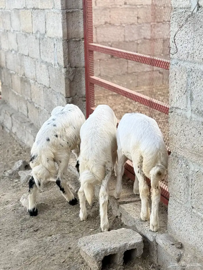 للبيع بهم حري 3