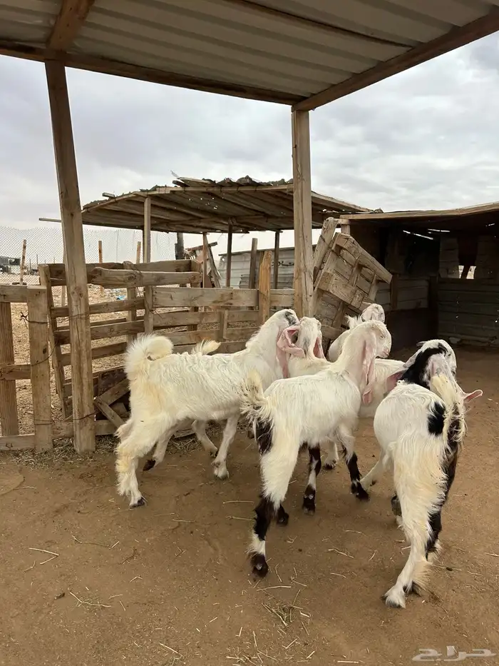 معزا مطورات فاخره 2