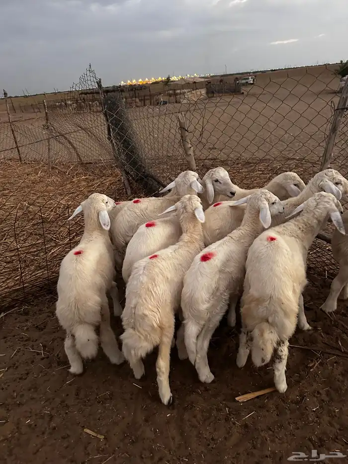 بهم ( تم البيع ) 0