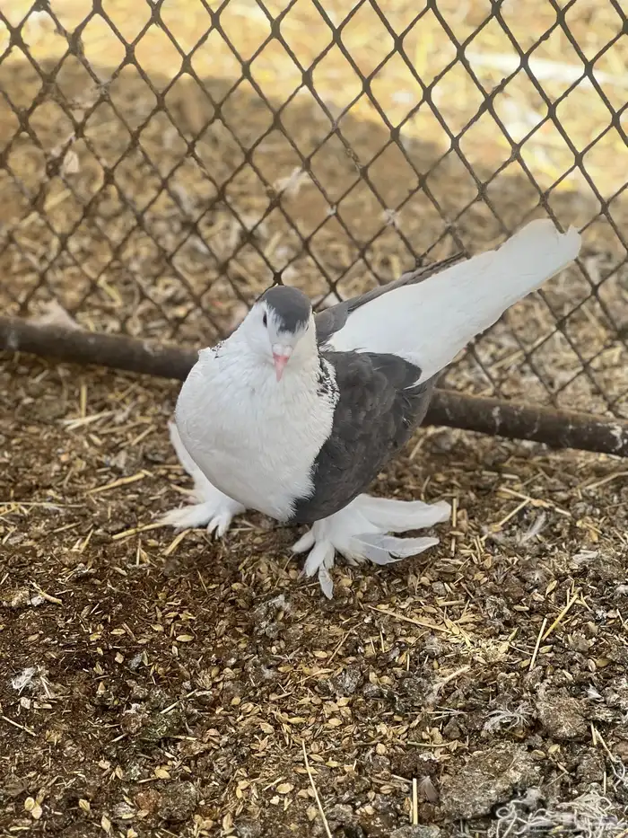 زوج حمام شيرازي 14
