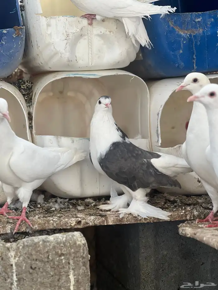 زوج حمام شيرازي 3