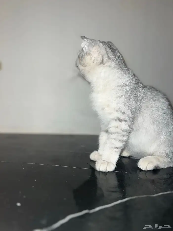 ذكر سكوتش سترت بيور مستوى فخم تم البيع خارج الموقع 3