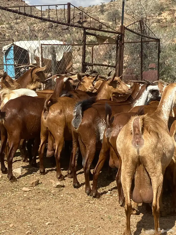 معزا دهم دفيع واصله 2