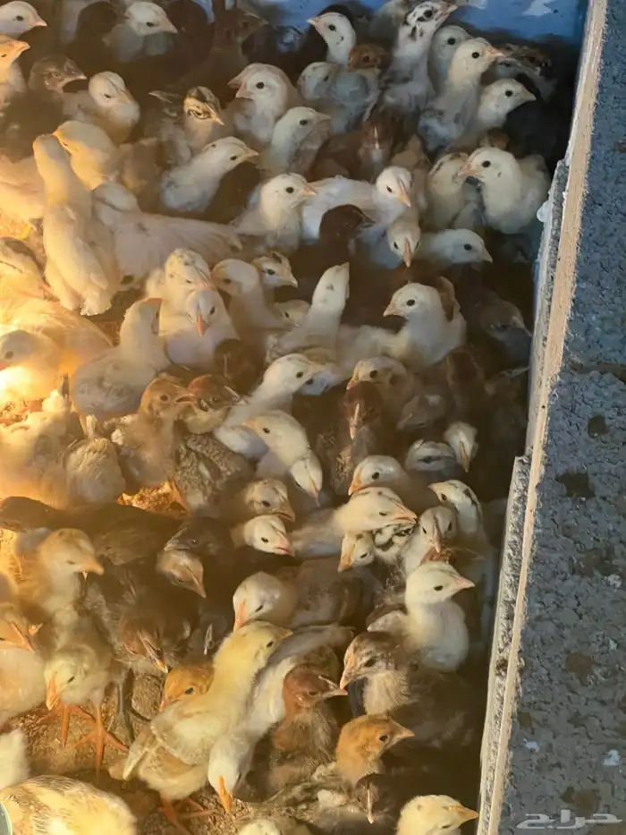 صوص بلدي تم للبيع 2