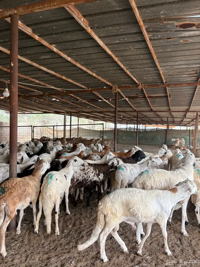 سواكن دمازين تربية شهرين 4