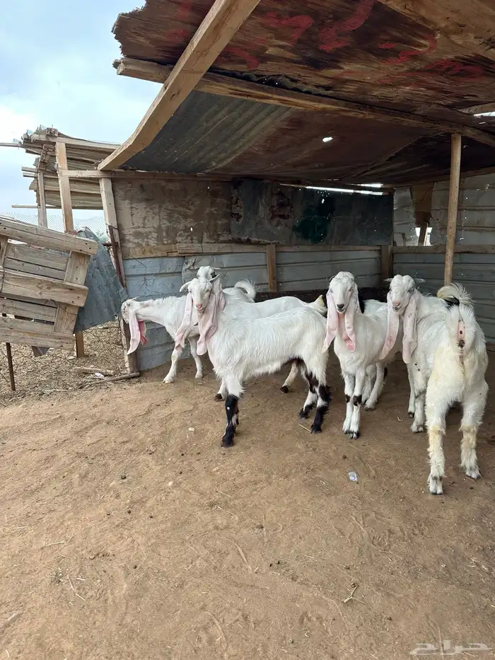معزا مطورات فاخره 1