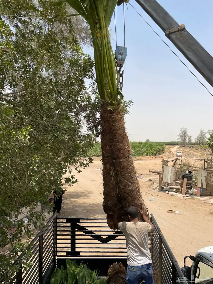 نخل واشنطوني زينة امريكي وثيل C2000 مقاسات واحجام متنوعة 10
