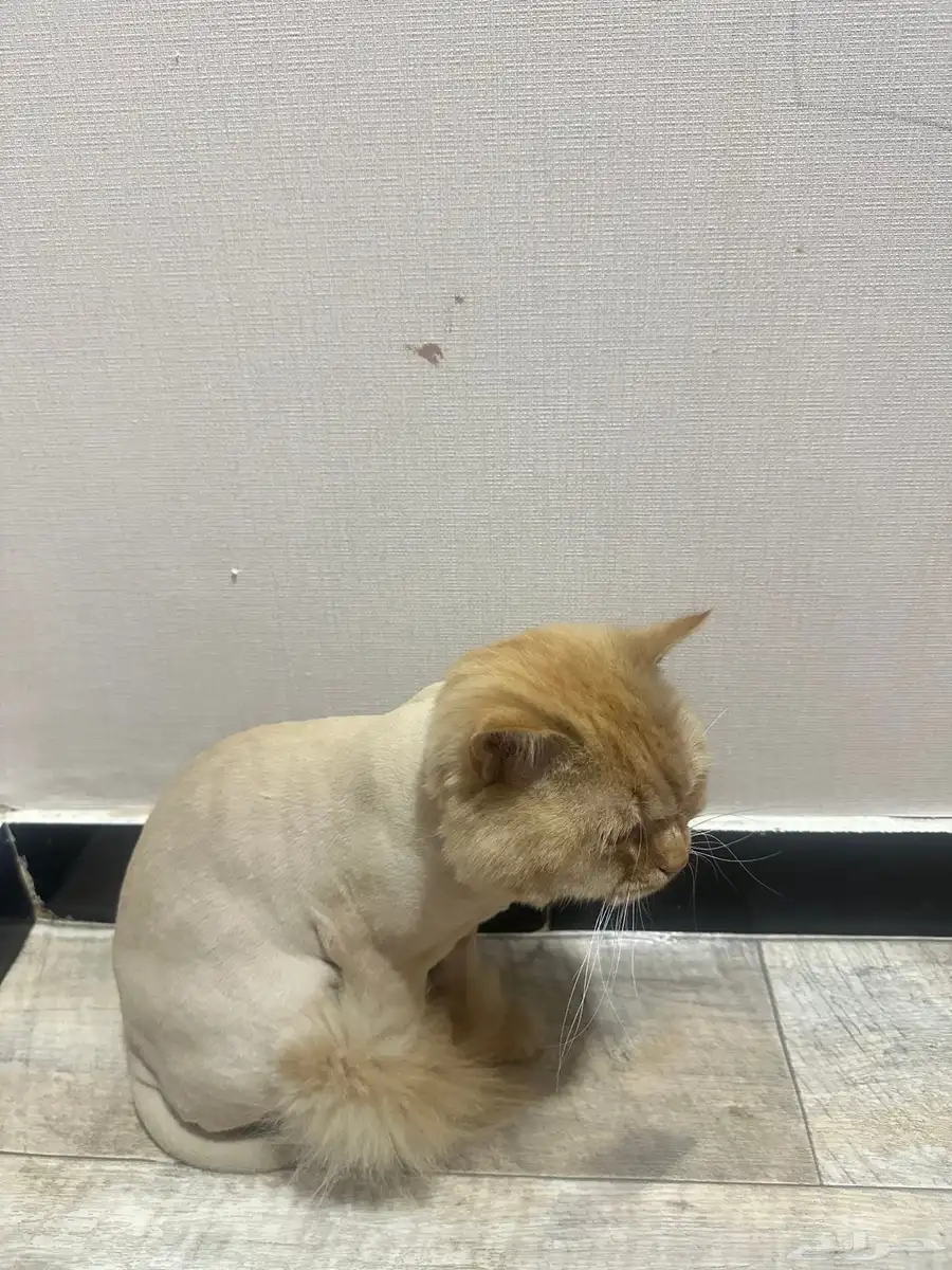 قط بيت مره حلو 0