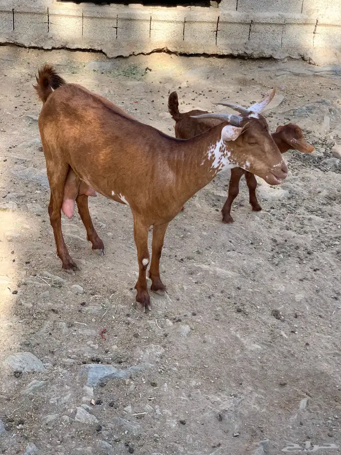 ماعز دهم مقنى تم البيع 3