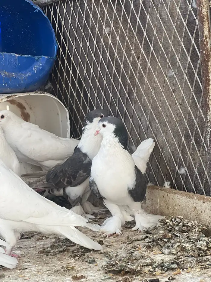 زوج حمام شيرازي 8
