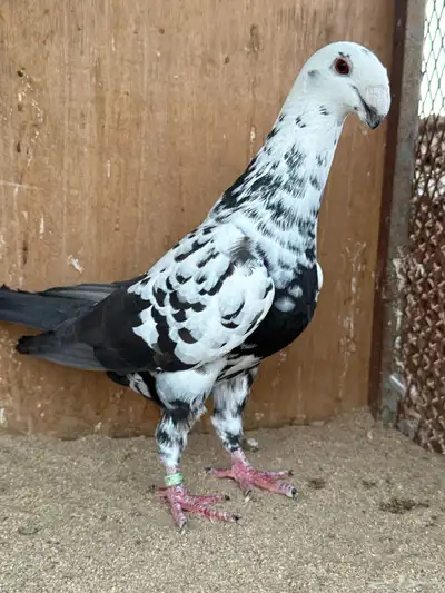 زوج هومر 8