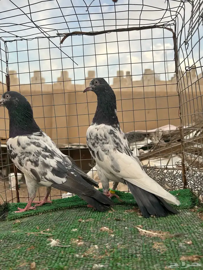 حمام باكستاني تم البيع 1