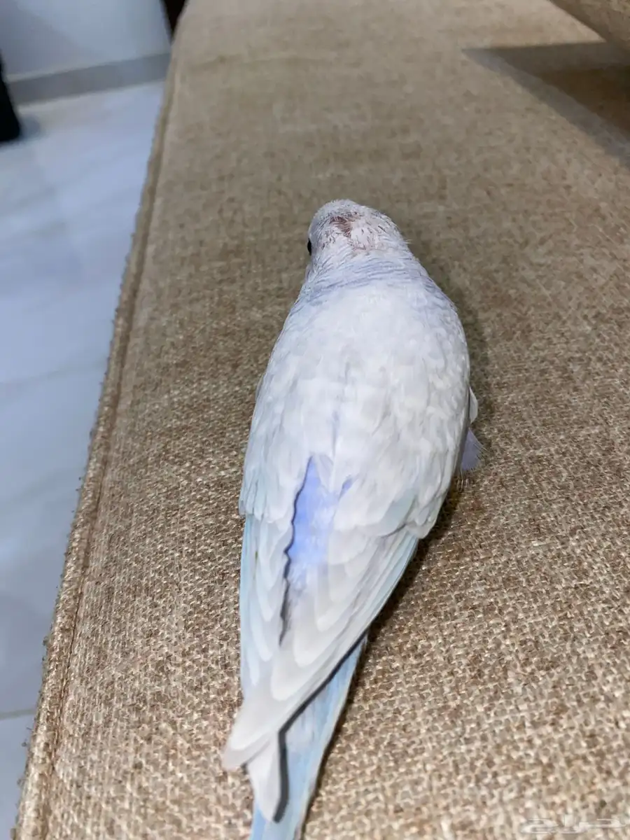 طيور حب اليف انثى الون ابيض مع بنفسجي 2