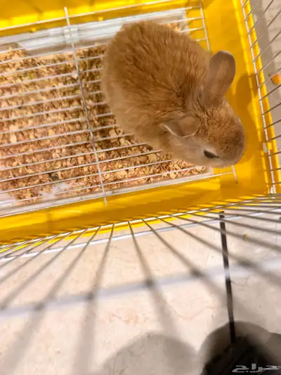 أرنب للبيع وسبب البيعة حساسيه والله إني توني شاريه مالي سا 0