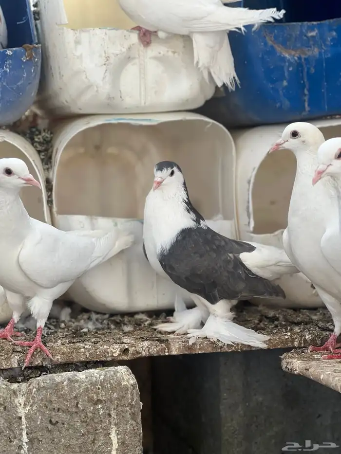 زوج حمام شيرازي 4