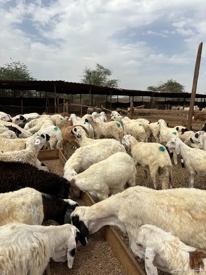سواكن دمازين تربية شهرين 1