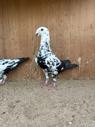 زوج هومر 1