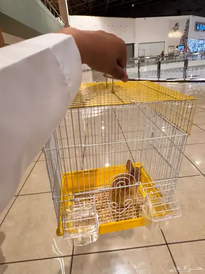 أرنب للبيع وسبب البيعة حساسيه والله إني توني شاريه مالي سا 1