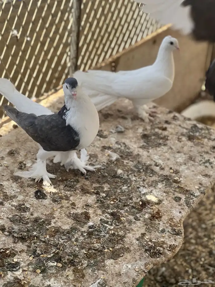 زوج حمام شيرازي 10