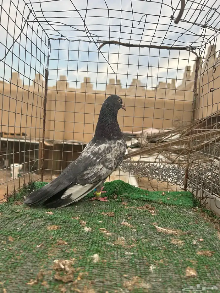 حمام باكستاني تم البيع 3