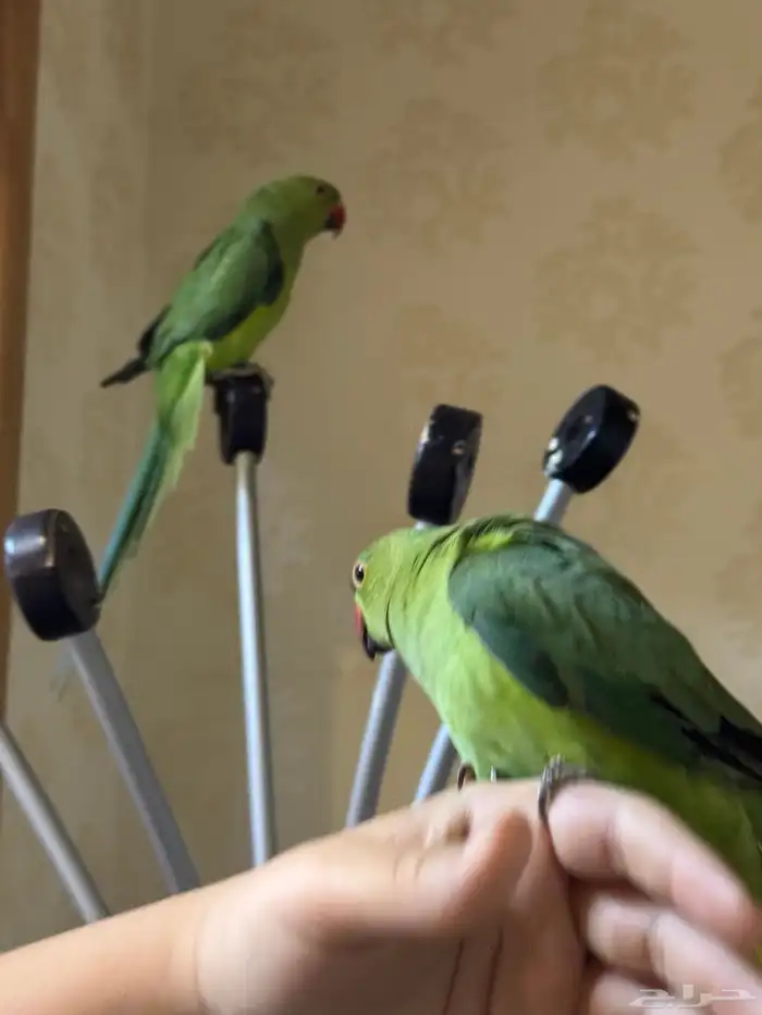 ببغاء دره للبيع 2