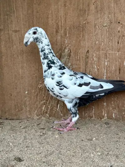 زوج هومر 7