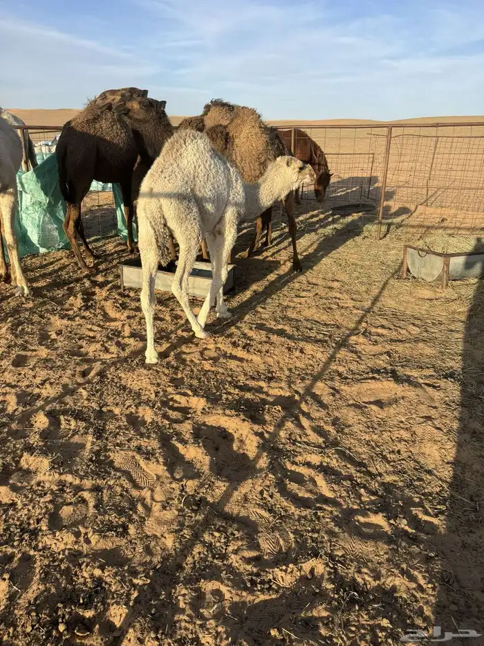 قعود 1