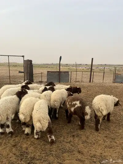 تم البيع 4
