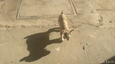 ماعز قزم امريكى 3