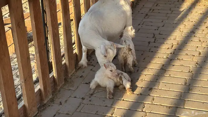 ماعز قزم امريكى 0