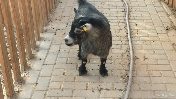 ماعز قزم امريكى 4