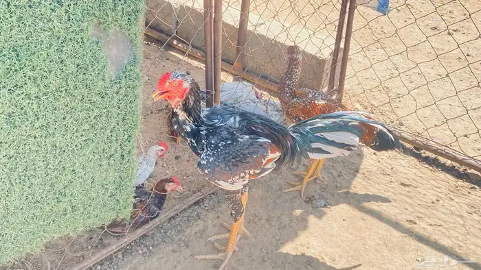 دجاج سندي بيور زواج 1