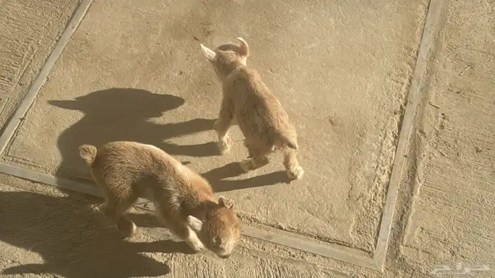 ماعز قزم امريكى 1