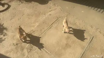 ماعز قزم امريكى 2