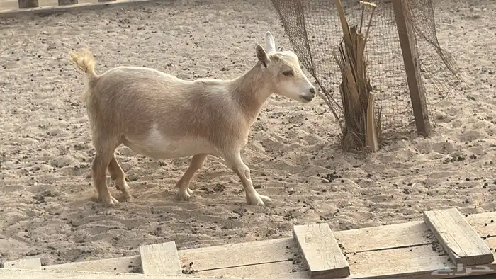 ماعز قزم امريكى 5