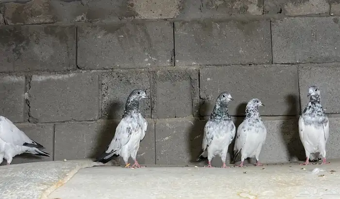 حمام باكستاني بتيرا تم البيع 0