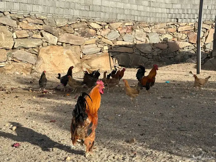 دجاج بلدي بر 4