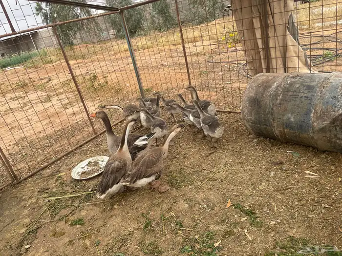 وز كبير 2