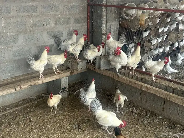 ديكة فرنسي 1